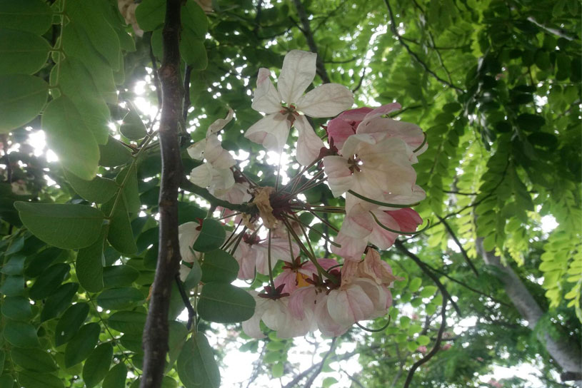 Otras desde los árboles enamoran a los que las divisan en medio del paisaje.