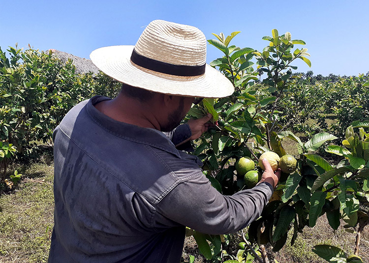 Los frutales proliferan en variedad y cantidad.