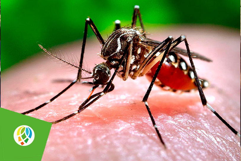 Crecen índices de infestación por Aedes Aegypti en Pinar del Río