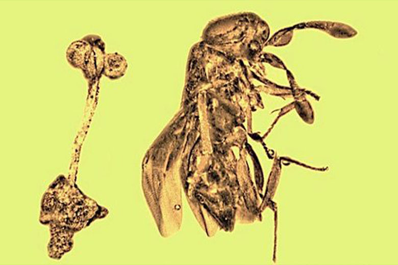 República Dominicana: Hallan un rara flor y una avispa en una piedra de ámbar de 30 millones de años