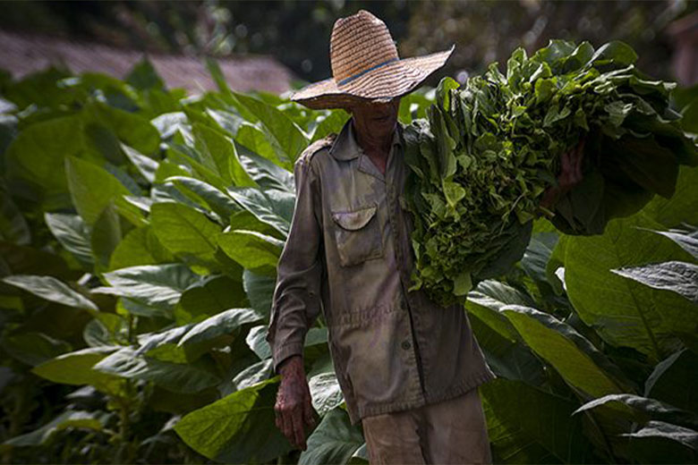 Vueltabajo, donde comienza el arte del buen habano