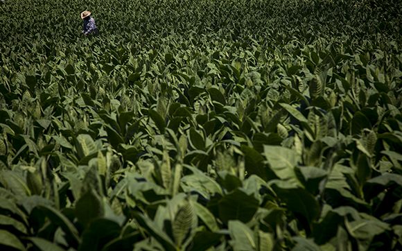 Solo algunas tierras se consideran aptas para cultivar este producto que nos identifica más allá de la Isla.