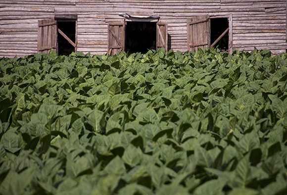 Plantaciones de tabaco en Pinar del Río