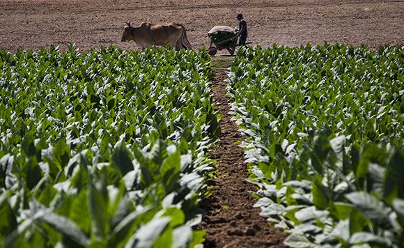 Un campesino trabaja en la vega de tabaco de San Juan y Martínez 