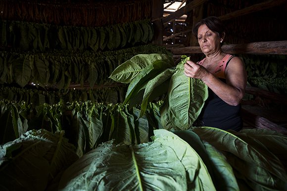 Ensarte de la hoja del tabaco. 