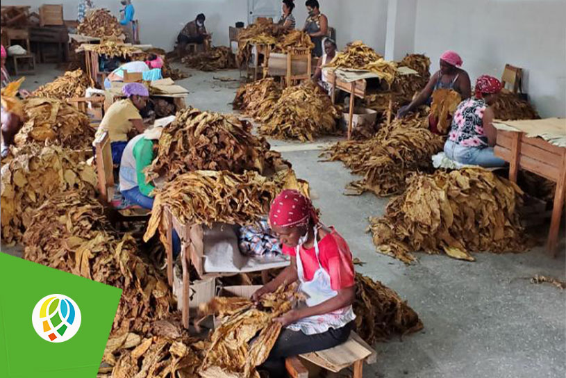 Beneficio de la hoja de tabaco requiere mayor esfuerzo en Pinar del Río