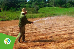 Preparan agricultores de Pinar del Río campaña de frío