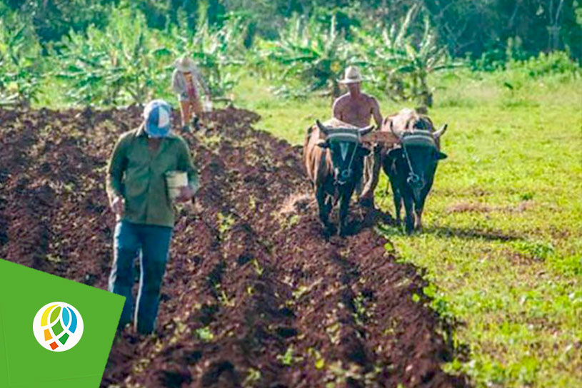 El reto de fortalecer las cooperativas agropecuarias en Pinar del Río
