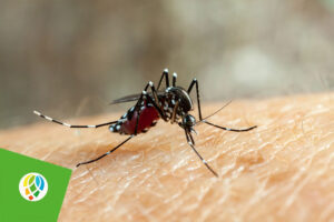 Transmisión de dengue en dos áreas de Salud en Pinar del Río