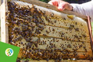 Avanzan apicultores de Pinar del Río en cosecha de fin de año