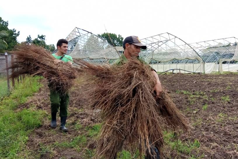 Campesinos tabacaleros se preparan ante llegada de Ian