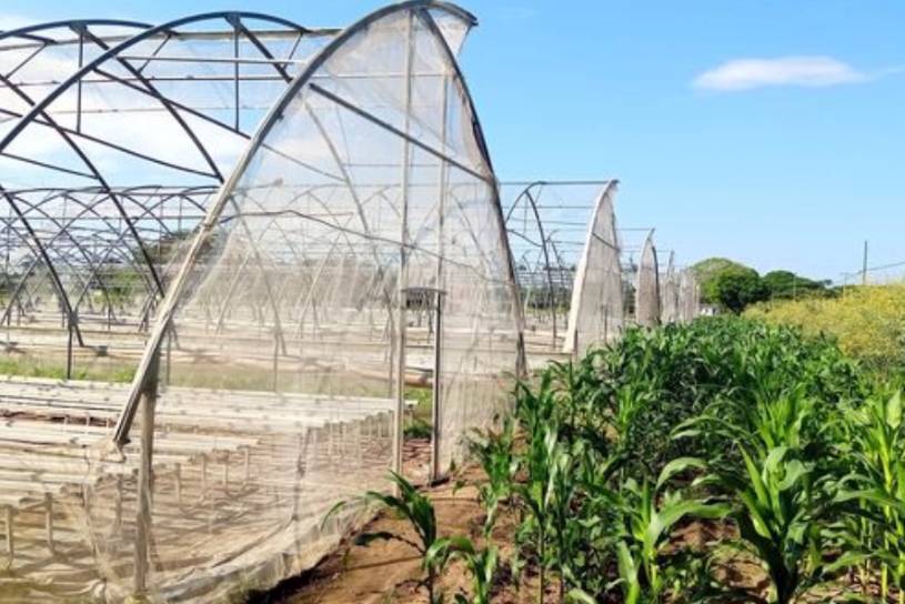 Campesinos tabacaleros se preparan ante llegada de Ian