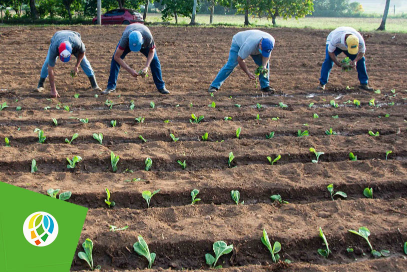 Pinar del Río sembrará más de seis mil hectáreas de tabaco