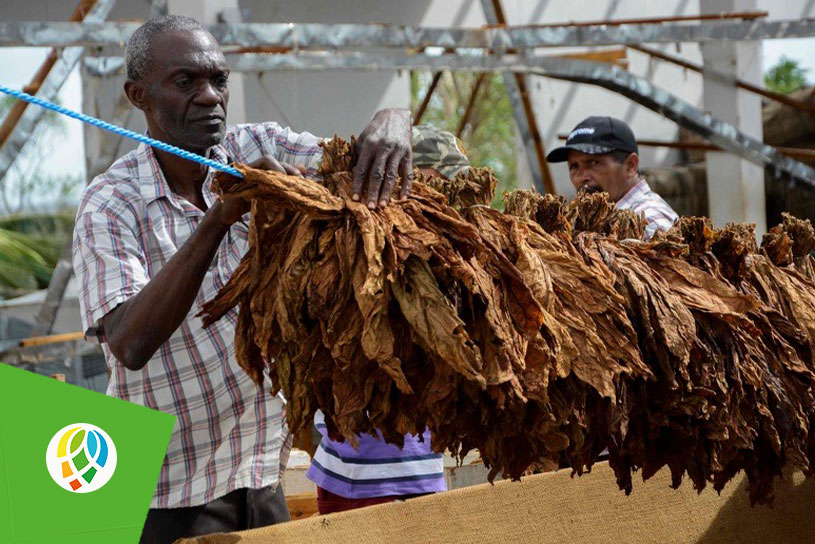 Pinar del Río: trazan estrategias para producción tabacalera