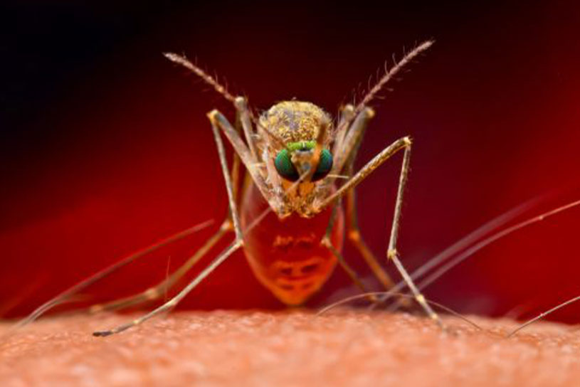 Investigadores japoneses descubren un “supermosquito” resistente a los insecticidas