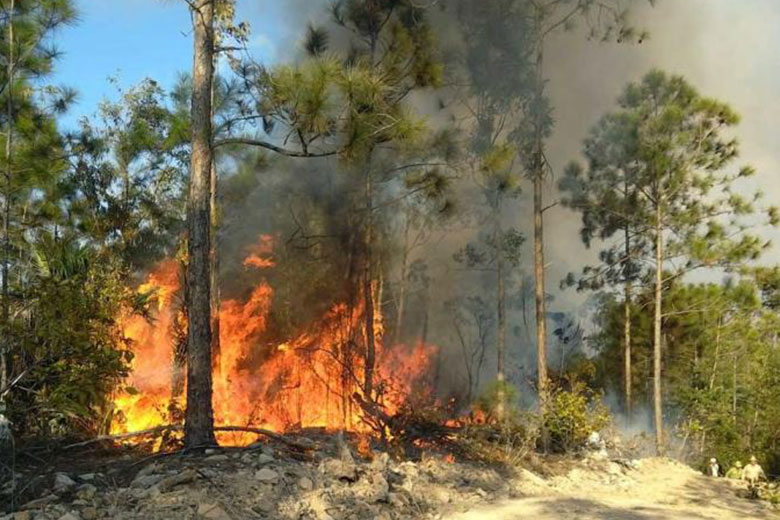 Incendios en áreas forestales: mantenerse alertas