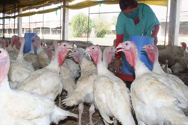 Ocho preguntas y respuestas que debes saber sobre la influenza aviar