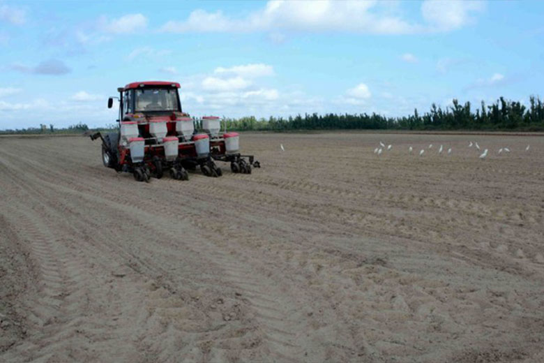 Asume Pinar del Río siembra de soya (+Fotos)