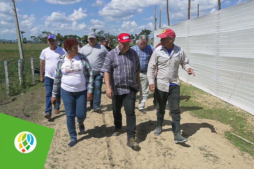 Viceprimer ministro cubano visita áreas de tabaco tapado en Consolación del Sur