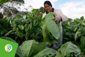 Mujeres pinareñas