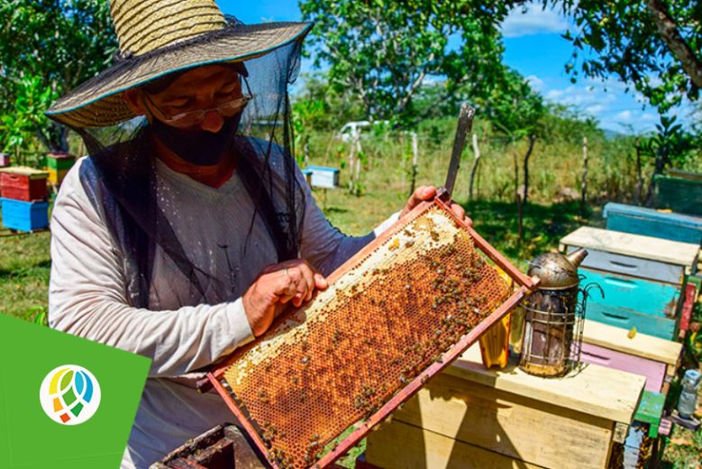 Pinar del Río por alcanzar buena producción de miel