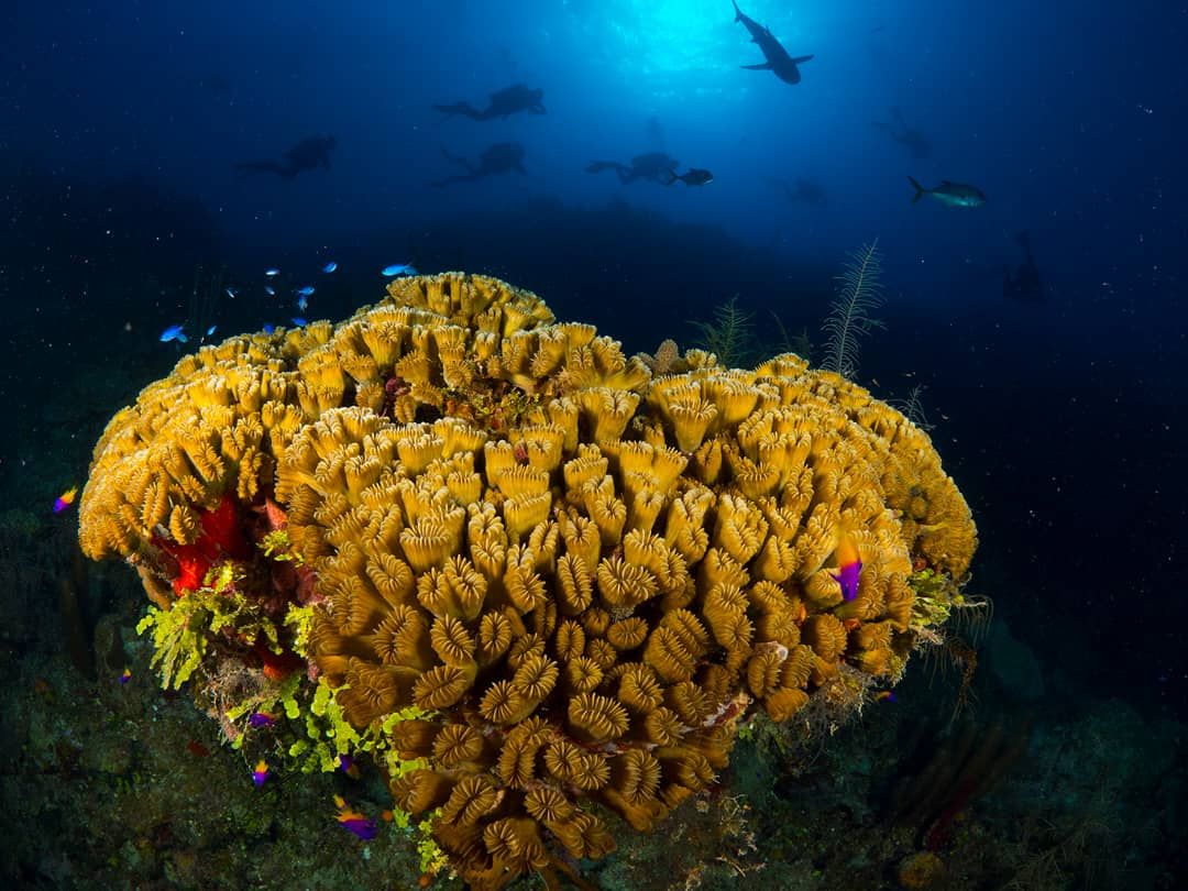 Iniciará expedición Circunnavegando Cuba para conservar arrecifes de coral y tiburones en todo el mundo