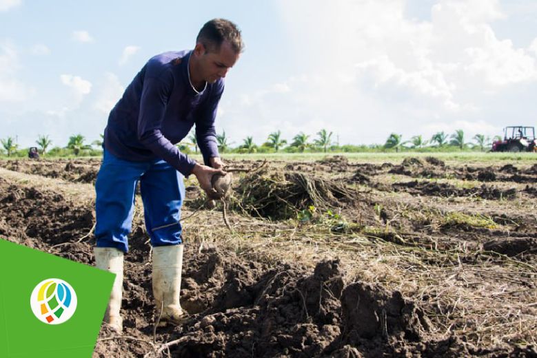 El mayor polo productivo de la provincia de Pinar del Río aprovecha la humedad de los suelos dejada por la tormenta tropical Idalia para acelerar las labores de la campaña de frío de viandas, hortalizas y granos, una urgencia para ese territorio en el cual son visibles en la agricultura las huellas del huracán Ian.