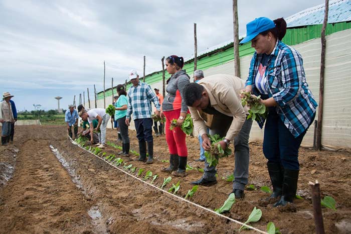 Comienzan las siembras de tabaco en Cuba