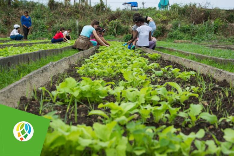 Desde finales del mes de octubre estudiantes de secundaria básica, preuniversitario y las universidades de Pinar del Río realizan diferentes labores en organopónicos de Pinar del Río, un modo de suplir la falta de fuerza de trabajo en algunas de esas estructuras y de vincular el estudio con el trabajo.