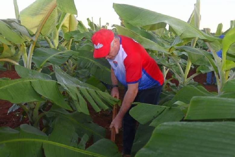 Este domingo, en las afueras de La Habana, tuvo lugar una jornada de trabajo voluntario protagonizada por trabajadores del Partido y muchachos de la Juventud Comunista, a la que también se sumaron Díaz-Canel y Morales Ojeda