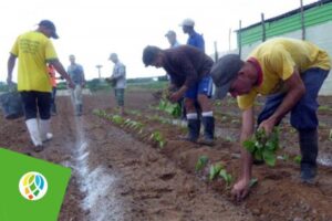 En Vueltabajo deberán plantarse 10 200 hectáreas del cultivo, considerado el principal rubro exportable de la agricultura cubana.