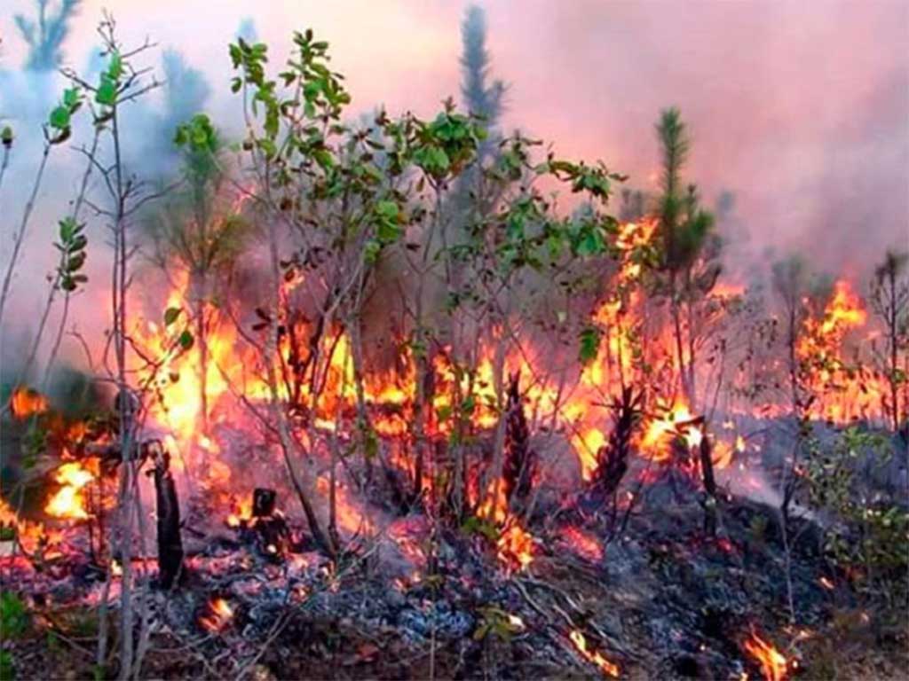 Combaten en Cuba incendio forestal de grandes proporciones