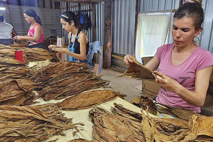 En la finca Morón ubicada en el macizo tabacalero de Pilotos, en Consolación del Sur iniciaron el beneficio de tabaco tapado en nueva escogida en el área de producción agrícola